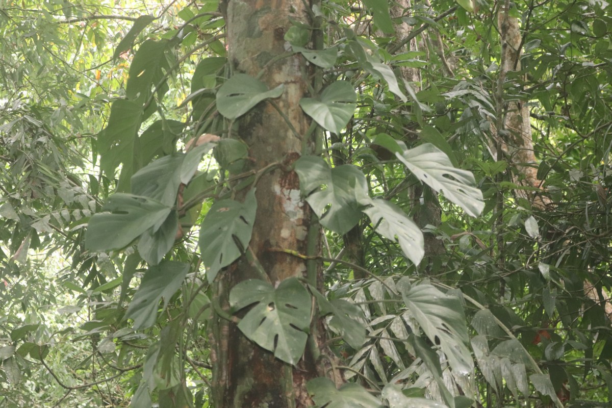 Rhaphidophora pertusa (Roxb.) Schott